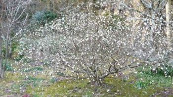 東慶寺みつまたの花